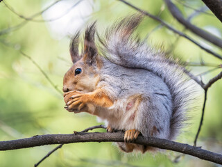 The squirrel with nut sits on a branches in the spring or summer.