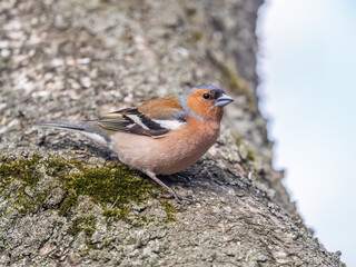 Common chaffinch, Fringilla coelebs, sits on a tree. Common chaffinch in wildlife.