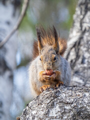The squirrel with nut sits on a branches in the spring or summer.
