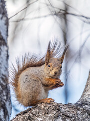 Fototapeta premium The squirrel with nut sits on a branches in the spring or summer.