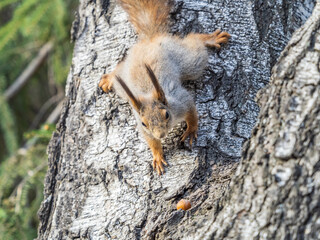 The squirrel with nut sits on a branches in the spring or summer.