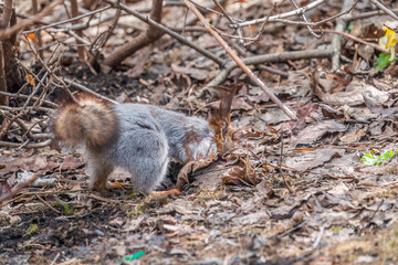Squirrel in autumn or spring hides nuts on the green grass with fallen yellow leaves