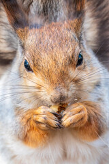 The squirrel with nut sits on a branches in the spring or summer. Portrait of the squirrel close-up