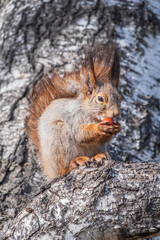 The squirrel with nut sits on a branches in the spring or summer.
