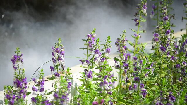 slow motion white fog on river, mist on water surface with puple flower in springtime
