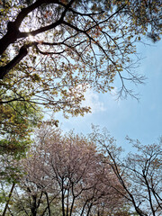 Pink cherry blossom(Cherry blossom, Japanese flowering cherry) on the Sakura tree. 