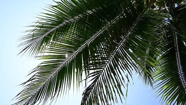 leaf of coconut trees flutter slow motion on blue sky, beautiful natural background