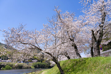 静岡県伊豆の国市　狩野川さくら公園の景色