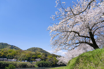 静岡県伊豆の国市　狩野川さくら公園の景色