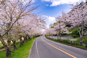 静岡県伊豆の国市　狩野川さくら公園の景色