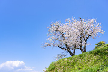 静岡県伊豆の国市　狩野川さくら公園の景色