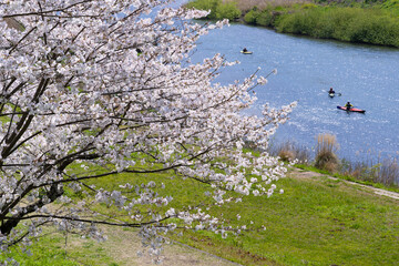 静岡県伊豆の国市　狩野川さくら公園の景色