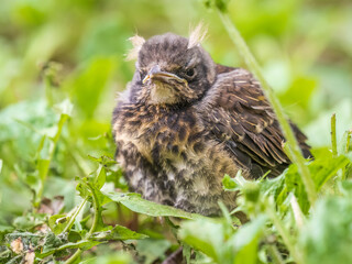 A fieldfare chick, Turdus pilaris, has left the nest and sitting on the spring lawn. A fieldfare chick sits on the ground and waits for food from its parents.