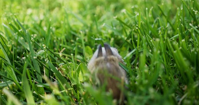 4K Baby bunny sitting in green grass. Young rabbit in spring time.