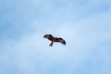 The bird of prey Black Kite flying in blue Sky