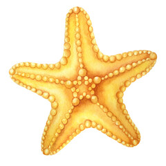 Orange starfish. Inhabitant of the seabed. Watercolor hand draw illustration. Isolated on white. For summer wedding invitation and party card making, wrapping paper, wallpaper, postcards design