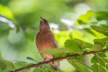 Common chaffinch, Fringilla coelebs, sits on a branch in spring on green background. Common chaffinch in wildlife.