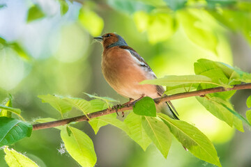 Common chaffinch, Fringilla coelebs, sits on a branch in spring on green background. Common chaffinch in wildlife.