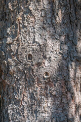 Bark texture and background of a old fir tree trunk. Detailed bark texture. Natural background