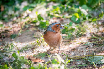 Common chaffinch, Fringilla coelebs, sits on the ground in spring. Common chaffinch in wildlife.