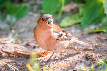 Common chaffinch, Fringilla coelebs, sits on the ground in spring. Common chaffinch in wildlife.