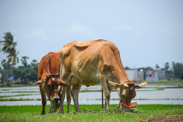 The milky cows resting near the green fields. Indian cattle, livestock. Domestic animal.
