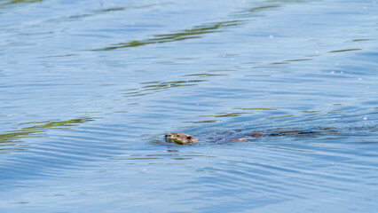 Muskrat, Ondatra zibethicuseats swiming at the surface of the lake water.