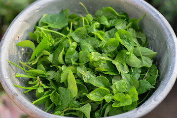 Farmer woman holding wooden box full of fresh raw vegetables. Basket with vegetable 