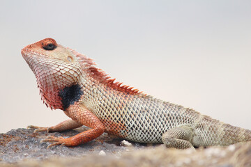 Dragon Colorful Lizard