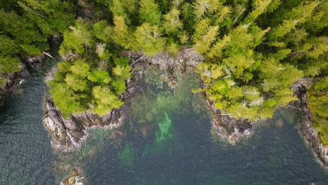 The rugged coastline of British Columbia where old growth trees contrast the blue ocean shore. A drone shot of beautiful nature in BC in the rainforest shoreline.