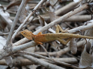 Orange color head of Male Oriental garden or Eastern garden or Changeable lizard on a branch with natural brown lbackground., Lizard in Thailand