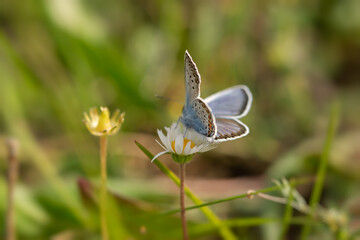 Lycaenidae blue butterfly close-up on a dandelion flower. Polyommatus icarus is a beautiful blue-colored pigeon. A butterfly sits on a blurry green background of grass. Macro wildlife photography
