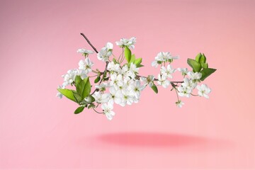 Fresh beautiful flower blossoms on pink background.