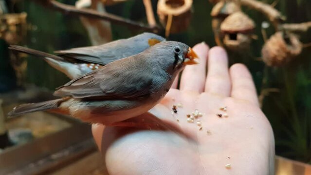 Hand Feeding A Pair Of Australian Zebra Finch. Taeniopygia Castanotis. closeup