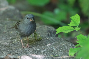 grey thrush in a forest