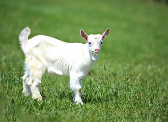 Naklejka na ściany i meble A goat with horns and a collar sits on a green grass field ai generated
