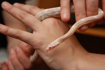 Woman holds a albino corn snake in her hand and has it wrapped around her hands