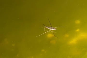 Fotobehang skimmer walking over green water of a pond © bmf-foto.de