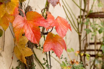 colorful virginia creeper growing up a house wall