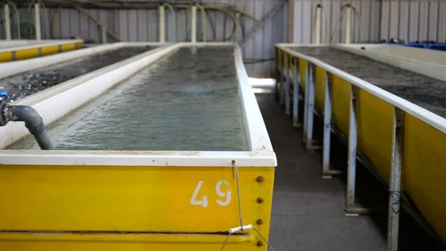 Rows of storage tanks for fish and shrimp farming based on modern technology. Sea Agriculture or Aquaculture.