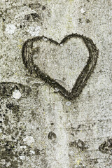 a heart was carved into the bark of a tree as a declaration of love