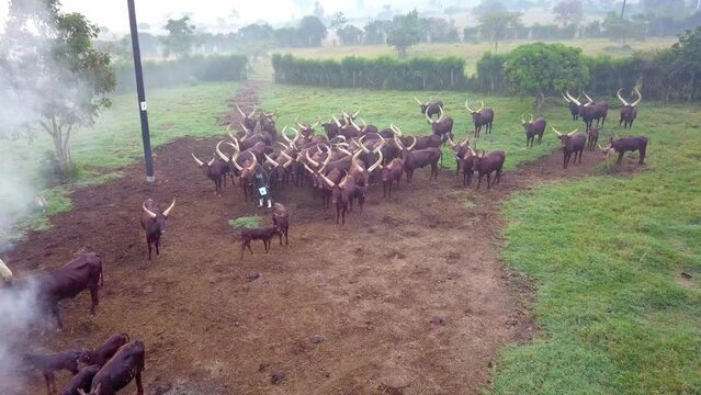 Ankole Watusi Cattle In The Plains Of Uganda - aerial drone shot