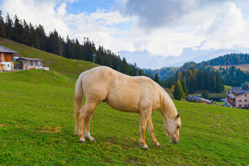 Obraz na płótnie Canvas White horse over Dolomites mountains beautiful landscape, South Tyrol, Italy, Europe