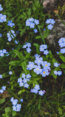 Blue forget me not flowers growing and blossom in wild nature
