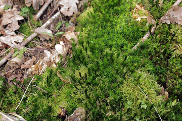 Goldenes Frauenhaarmoos (Polytrichum commune)