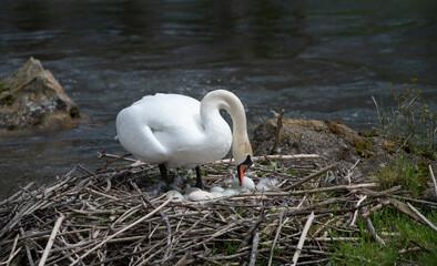 A swan stands in its nest in the middle of the river. There are several swan eggs in the nest. The swan bends down concerned about its offspring.