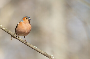 Common chaffinch, Fringilla coelebs. A bird sits on a thin branch against a beautiful background