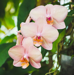 Naklejka na ściany i meble Beautiful close-up of three orchids
