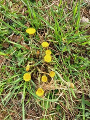A bright flowerbed with yellow mother-and-stepmother flowers