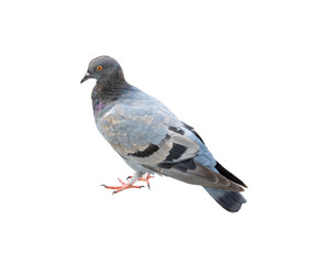 Single wild pigeon standing isolated on white background with clipping path